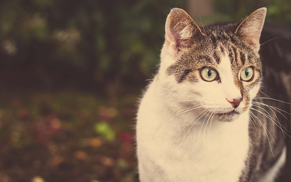 shallow focus photography of silver cat HD wallpaper